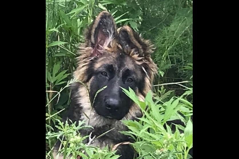 German Shepherd Dog Puppies-Parents are Champions and Health Tested. breeder image 29