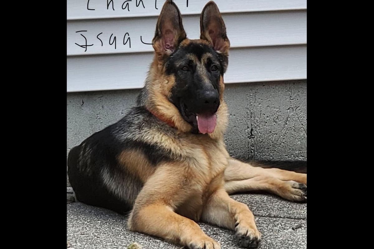 German Shepherd Dog Puppies-Parents are Champions and Health Tested. breeder image 30