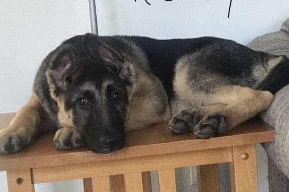German Shepherd Dog Puppies-Parents are Champions and Health Tested. breeder image 31