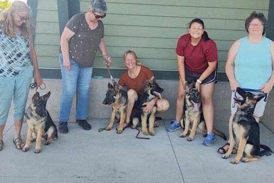 German Shepherd Dog Puppies-Parents are Champions and Health Tested. breeder image 32