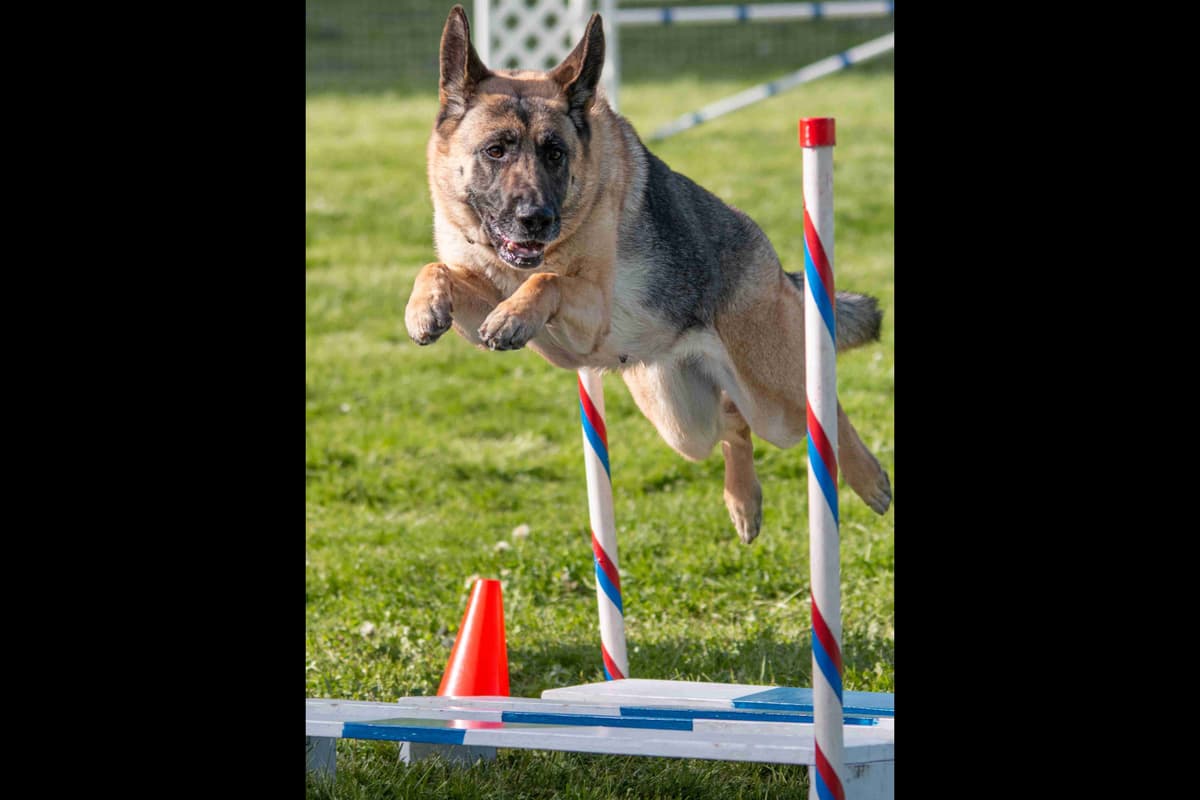 German Shepherd Dog Puppies-Parents are Champions and Health Tested. breeder image 35