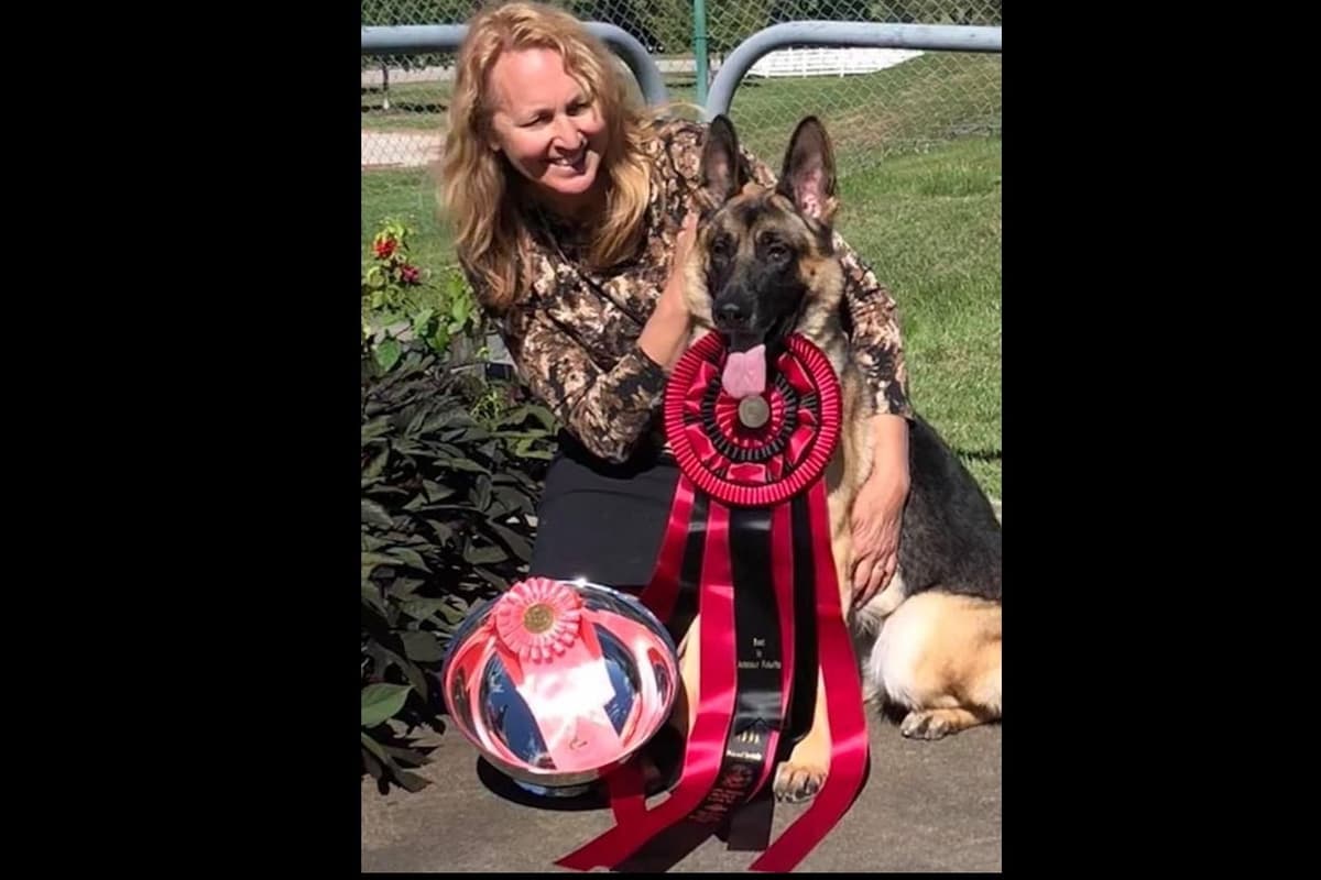 German Shepherd Dog Puppies-Parents are Champions and Health Tested. breeder image 36