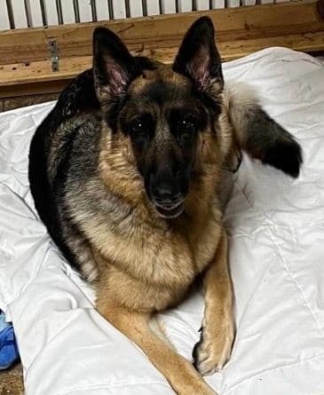 German Shepherd Dog Puppies-Parents are Champions and Health Tested. media 2