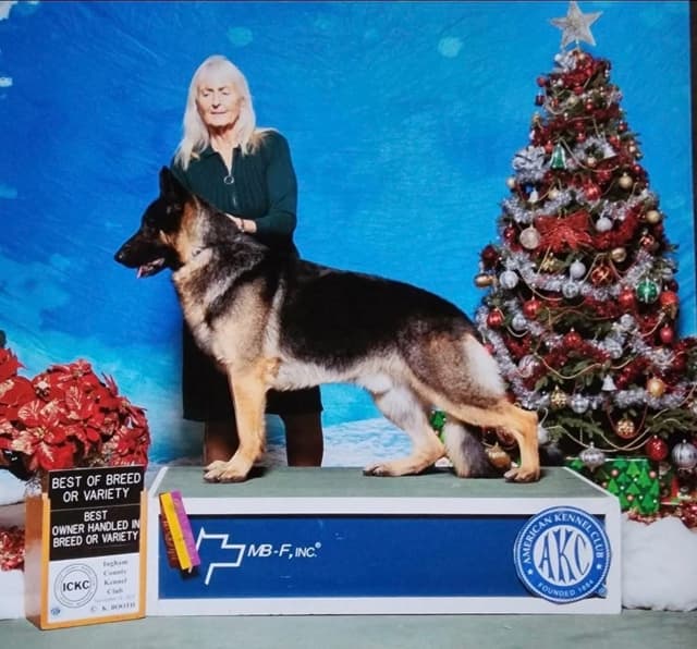 German Shepherd Dog Puppies-Parents are Champions and Health Tested. media 3