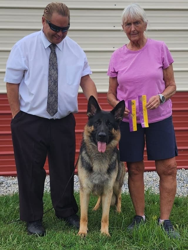 German Shepherd Dog Puppies-Parents are Champions and Health Tested. media 4