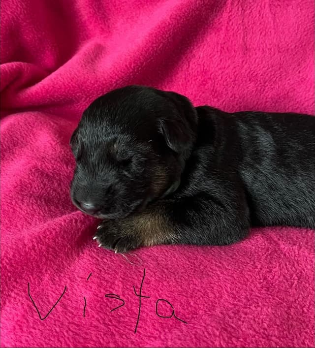 German Shepherd Dog Puppies-Parents are Champions and Health Tested. media 5