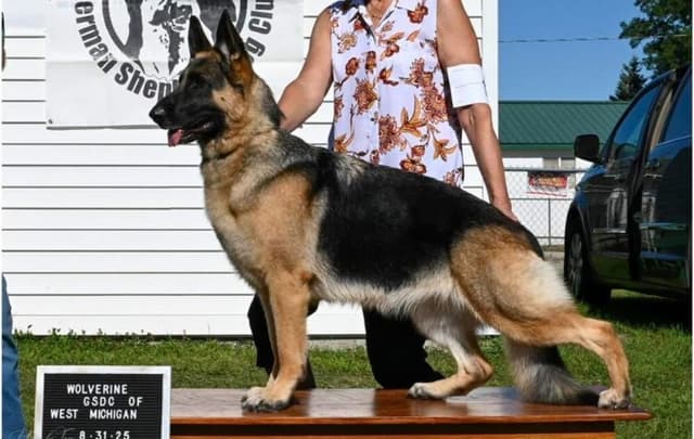 German Shepherd Dog Puppies-Parents are Champions and Health Tested. media 6