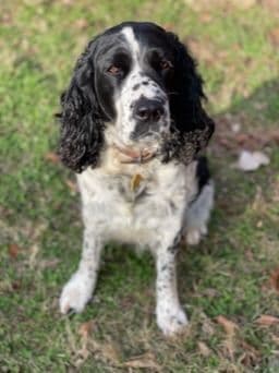 English Springer Spaniel Puppies breeder image 1