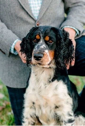English Springer Spaniel Puppies breeder image 2