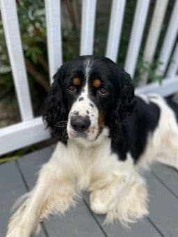 English Springer Spaniel Puppies breeder image 3