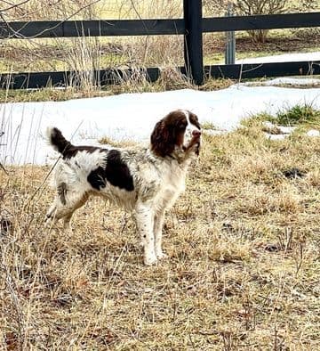 English Springer Spaniel Puppies breeder image 4