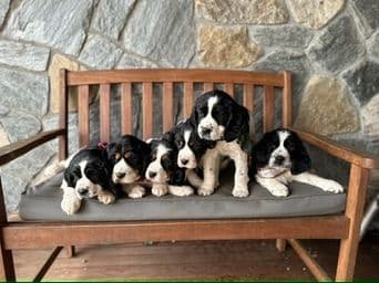 English Springer Spaniel Puppies breeder image 5