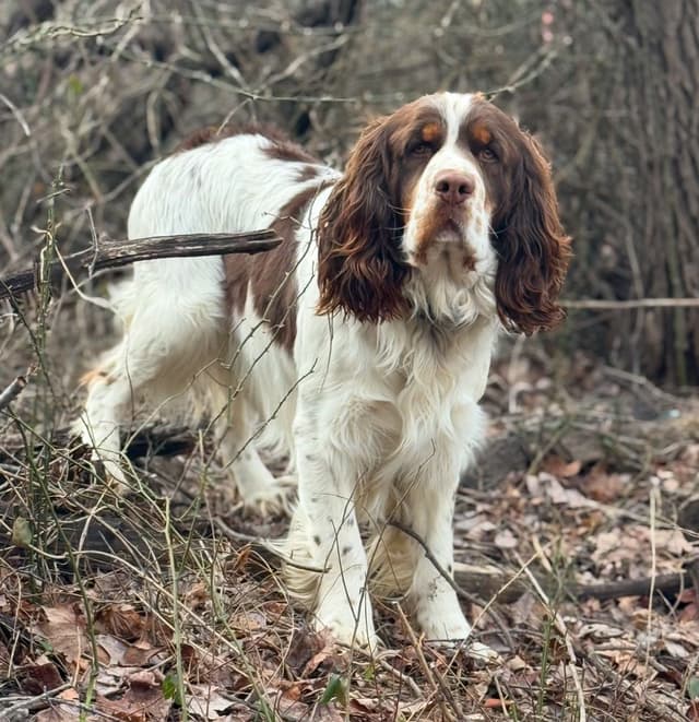 English Springer Spaniel Puppies media 4