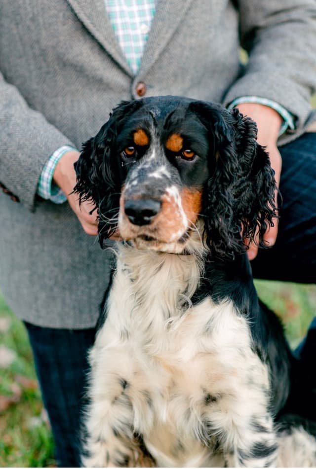 English Springer Spaniel Puppies media 5