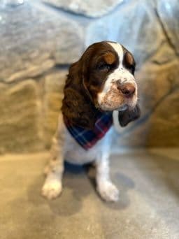 English Springer Spaniel Puppies media 2