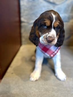 English Springer Spaniel Puppies media 3