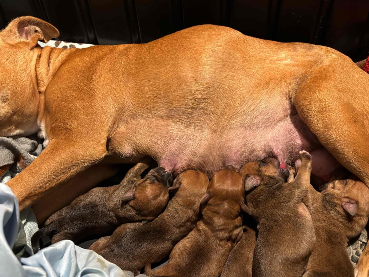 Staffordshire Bull Terrier Puppies breeder image 4