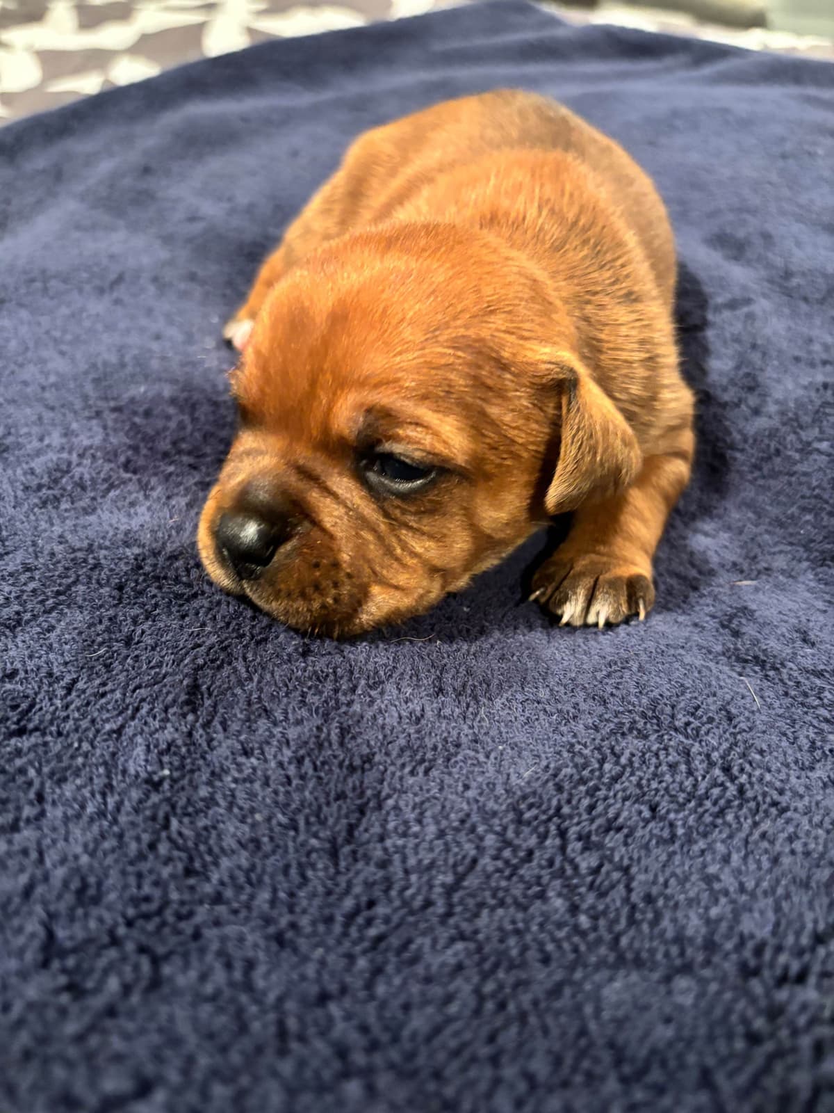 Staffordshire Bull Terrier Puppies breeder image 5