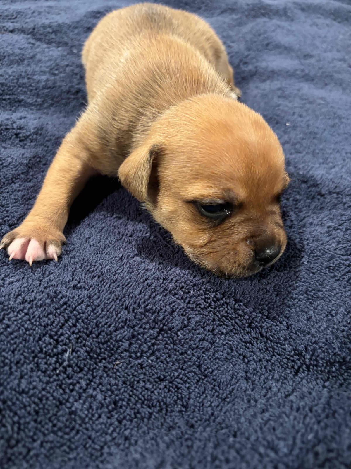 Staffordshire Bull Terrier Puppies breeder image 6