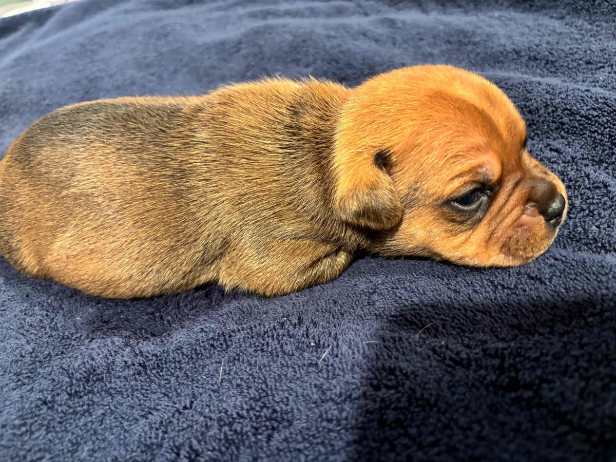 Staffordshire Bull Terrier Puppies breeder image 7