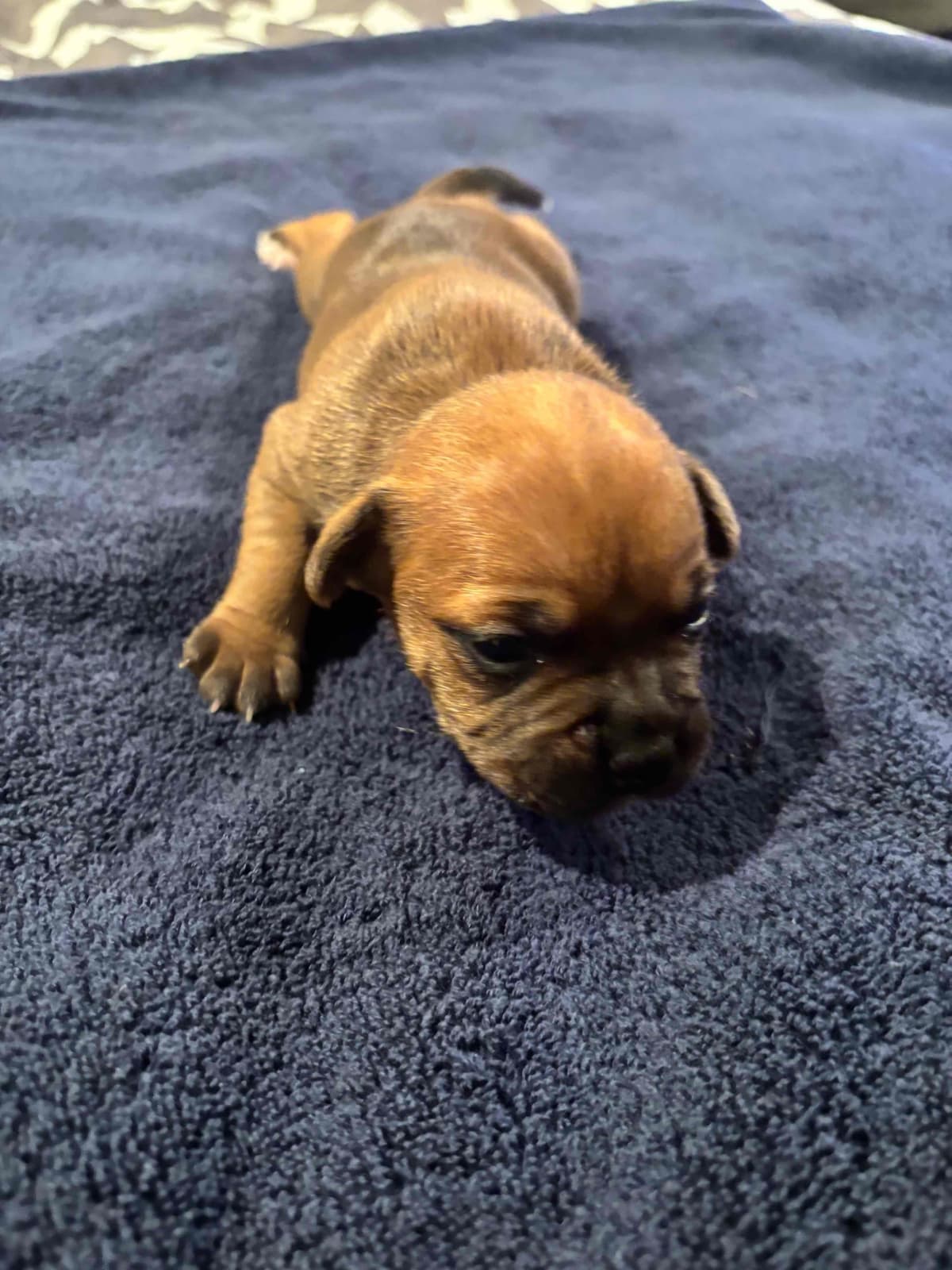 Staffordshire Bull Terrier Puppies breeder image 8