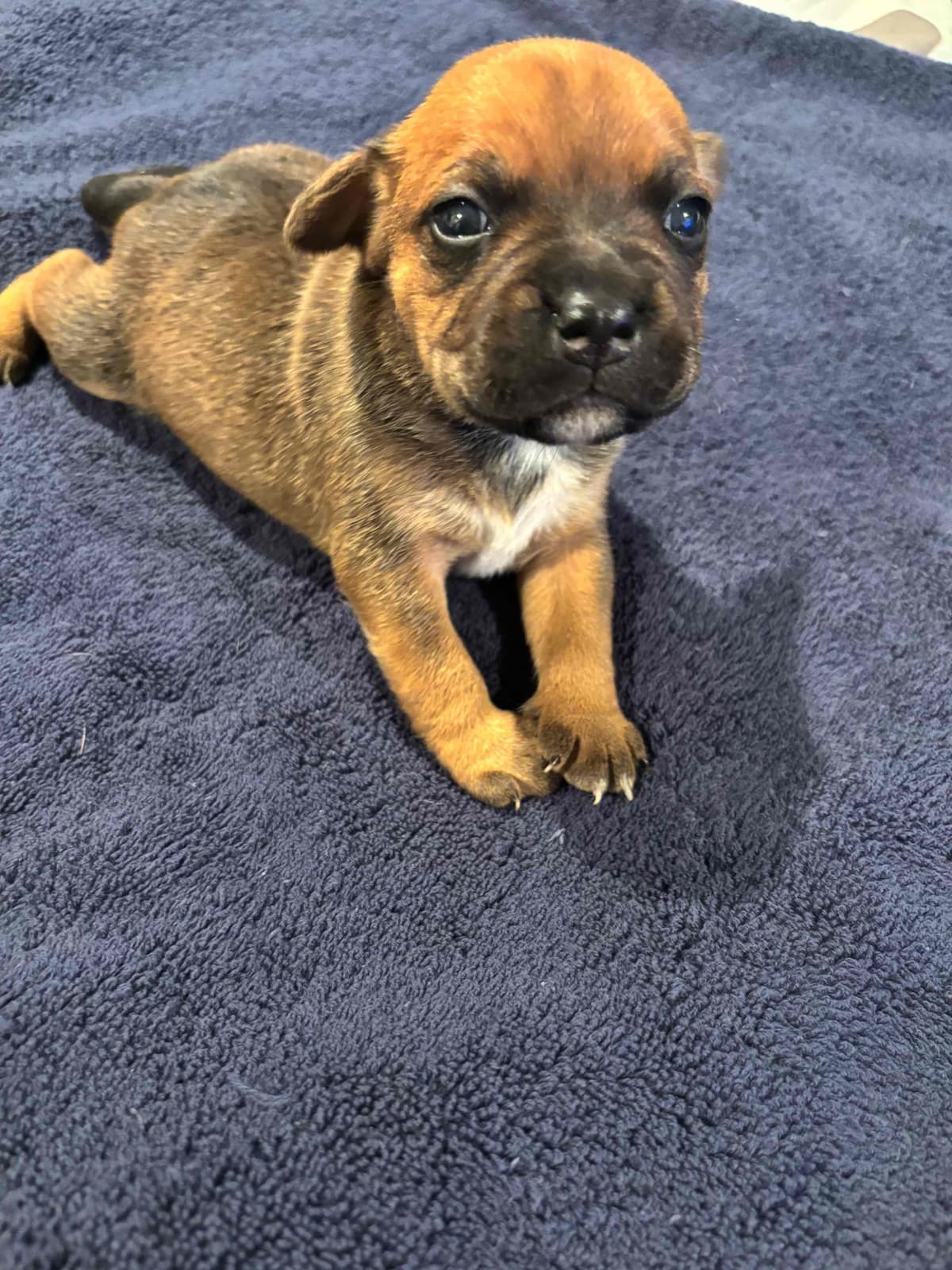 Staffordshire Bull Terrier Puppies breeder image 9