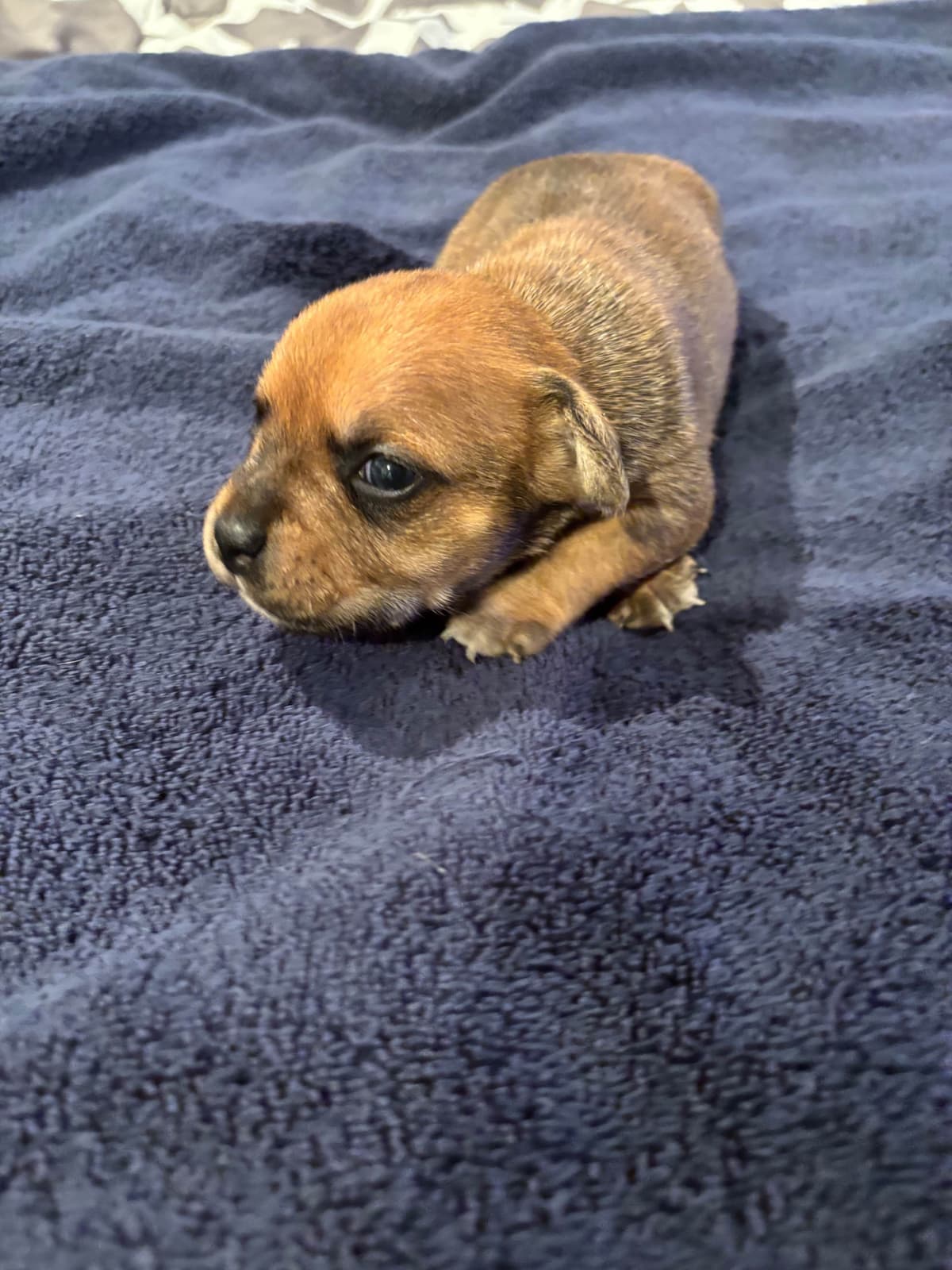 Staffordshire Bull Terrier Puppies breeder image 10