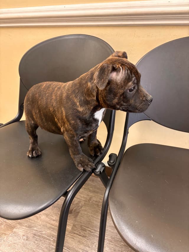 Staffordshire Bull Terrier Puppies media 2
