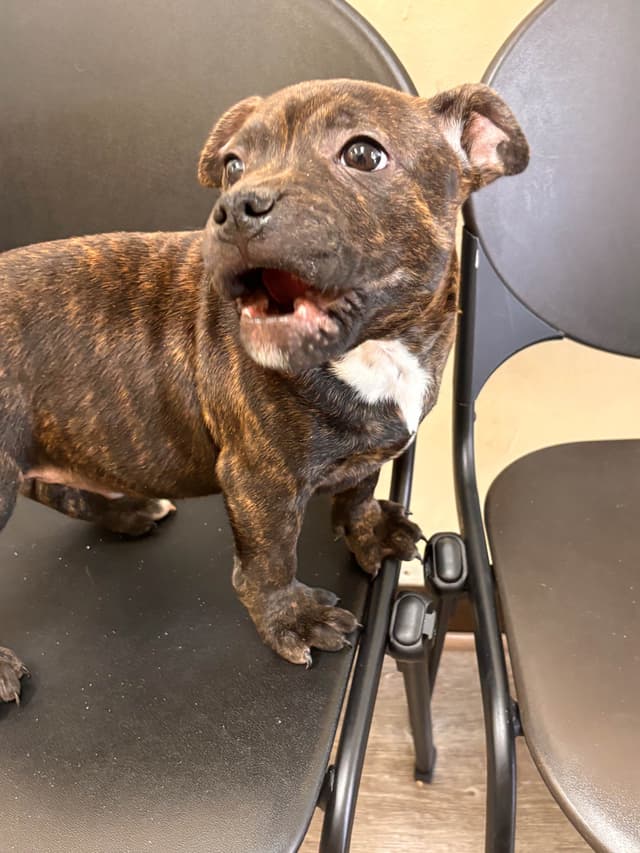 Staffordshire Bull Terrier Puppies media 3
