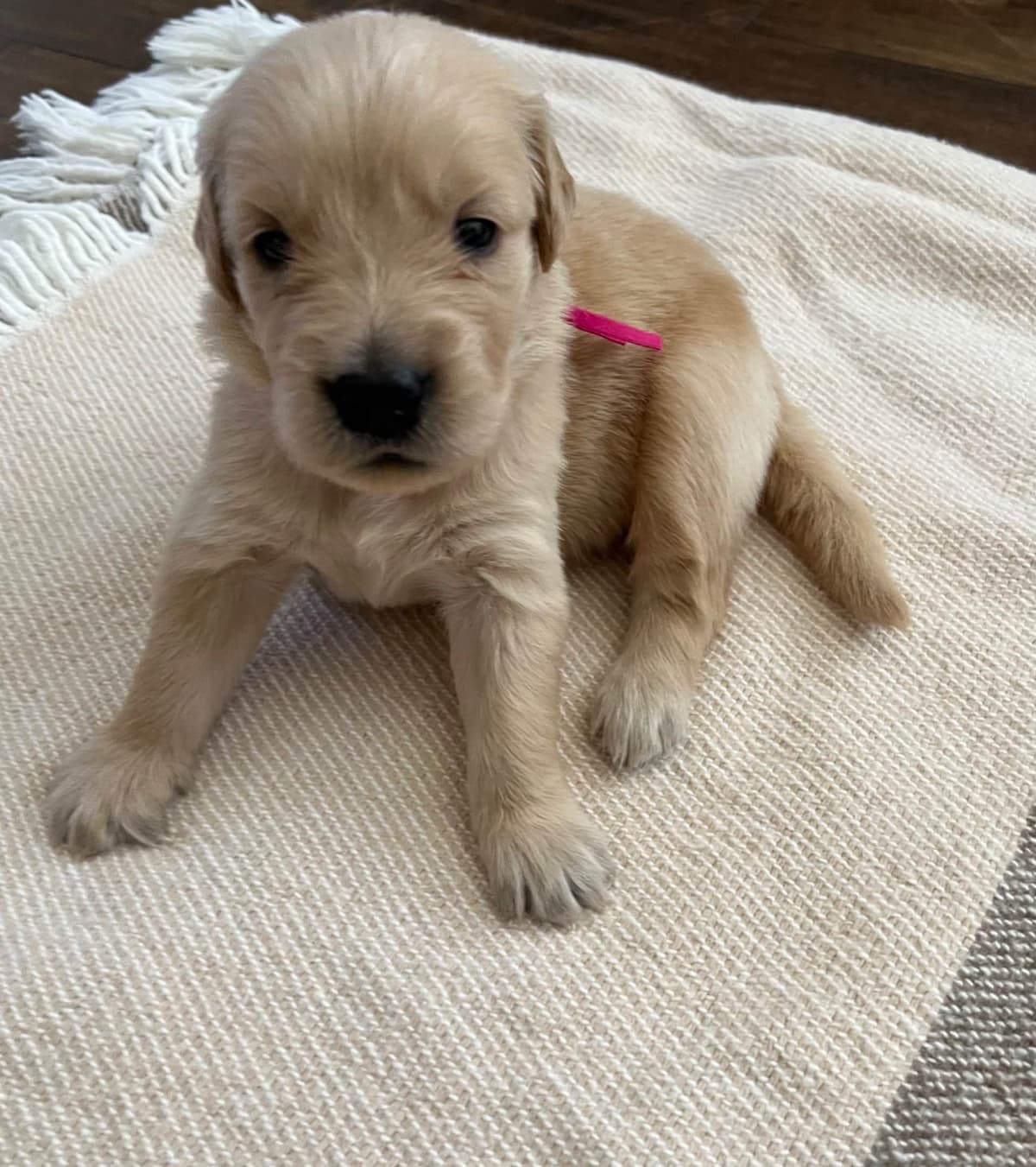The golden family breeder image 6