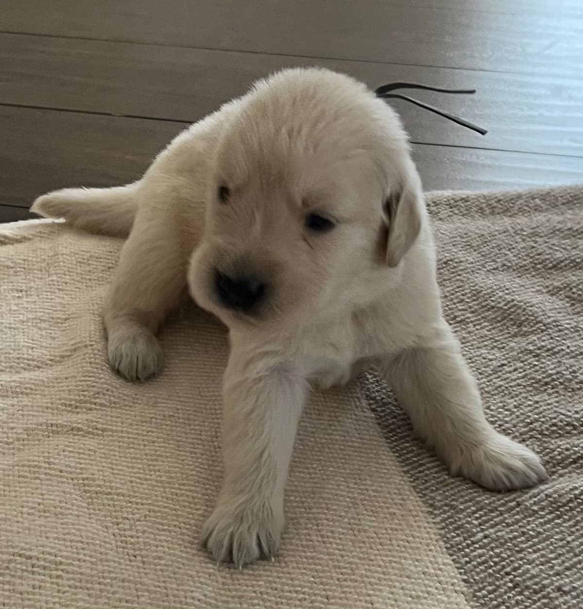 The golden family breeder image 5