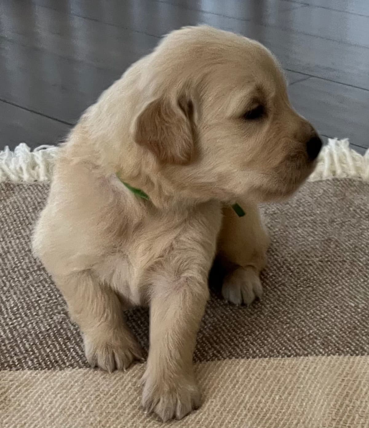 The golden family breeder image 4