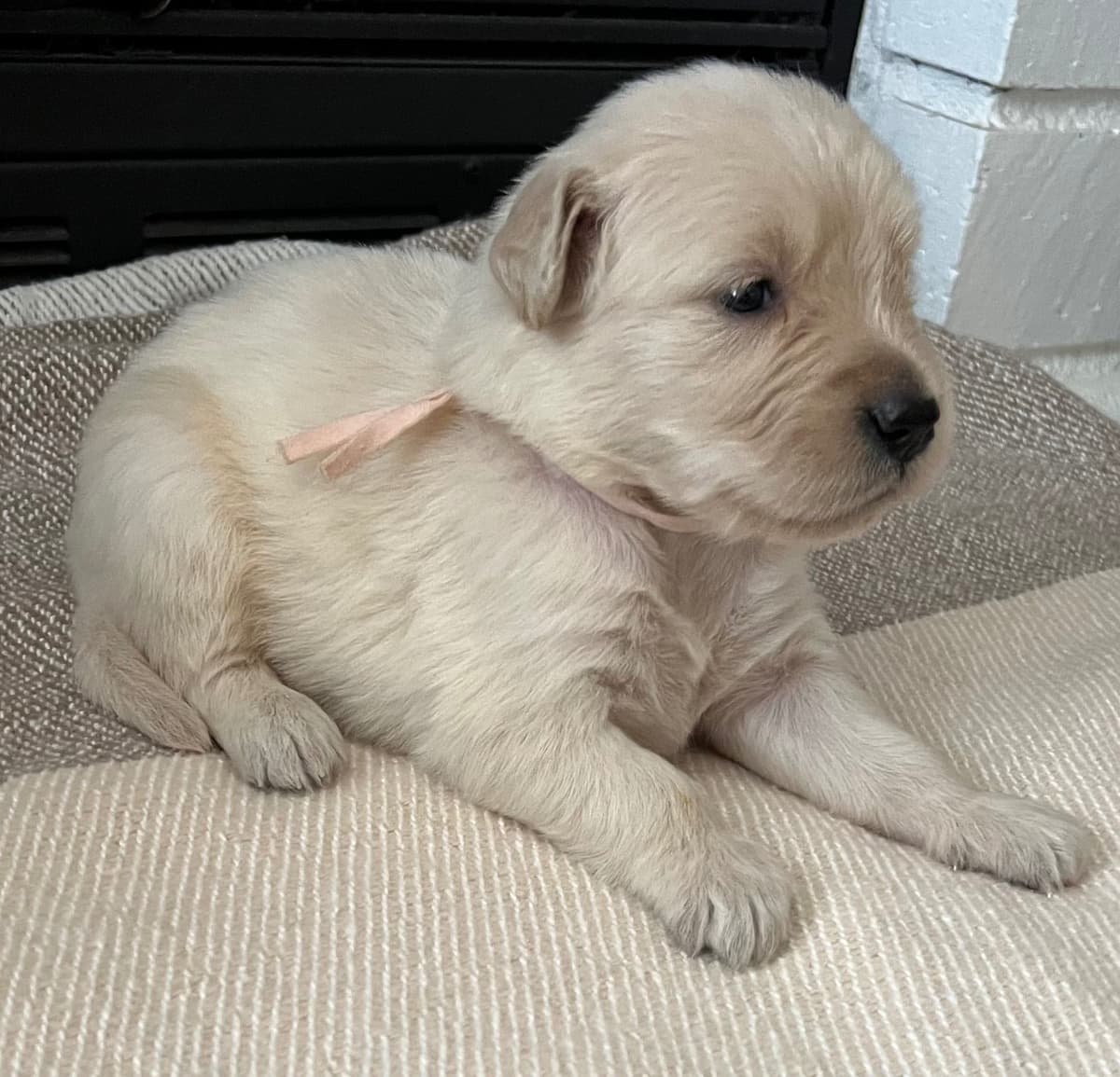The golden family breeder image 10