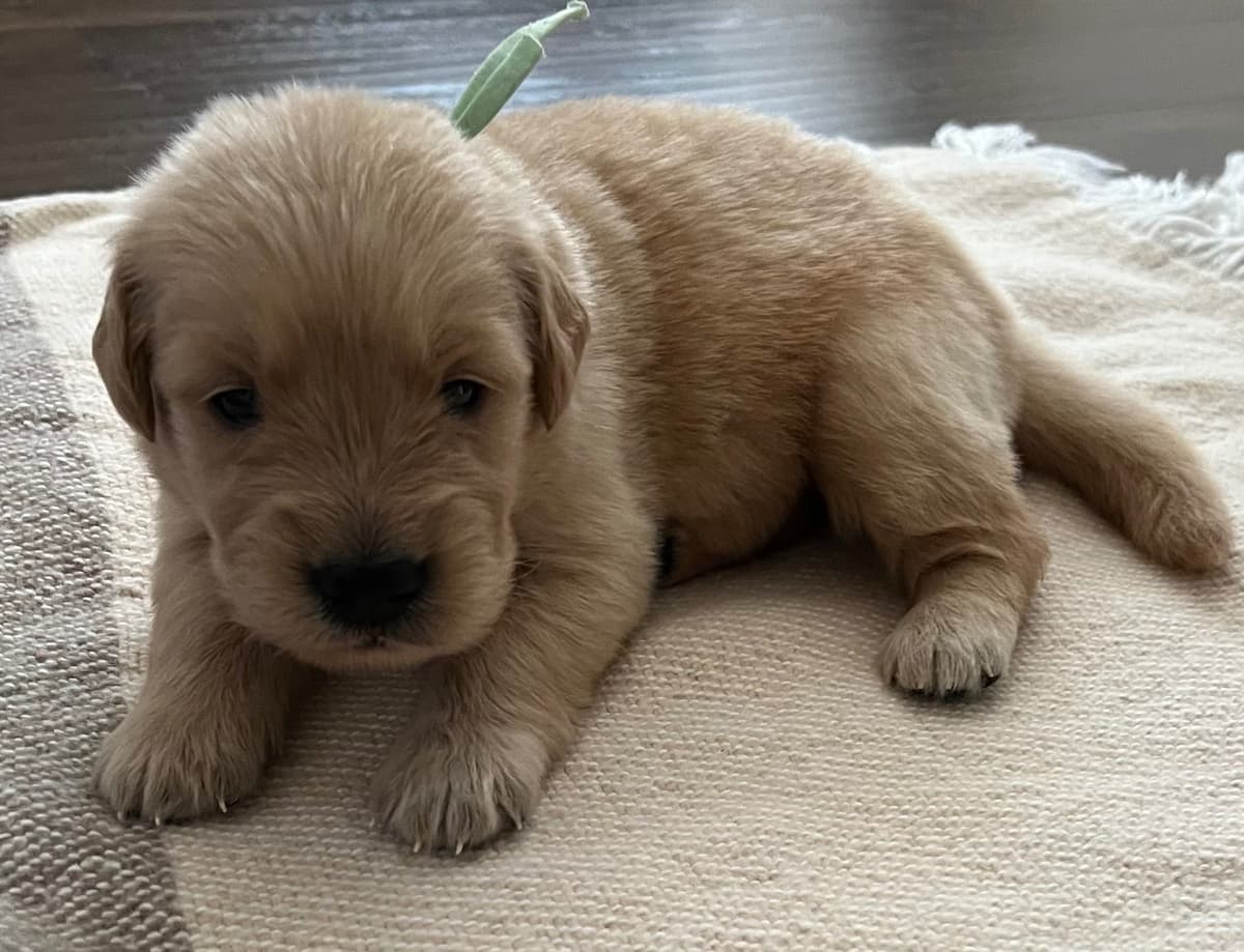 The golden family breeder image 8