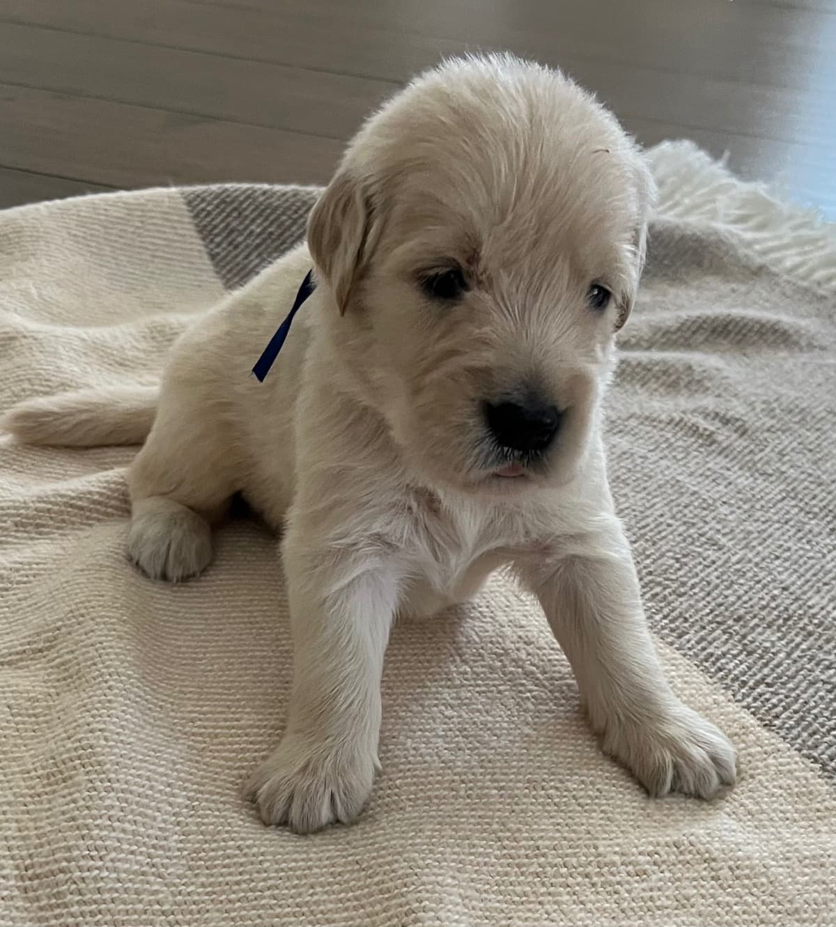The golden family breeder image 11