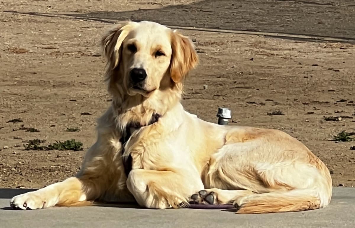 The golden family breeder image 12