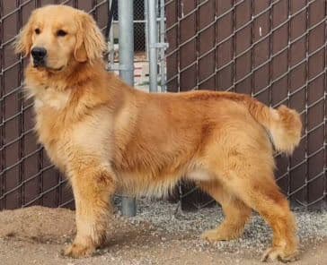 The golden family breeder image 13