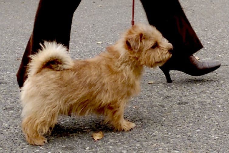 Norfolk Terrier Puppies breeder image 3