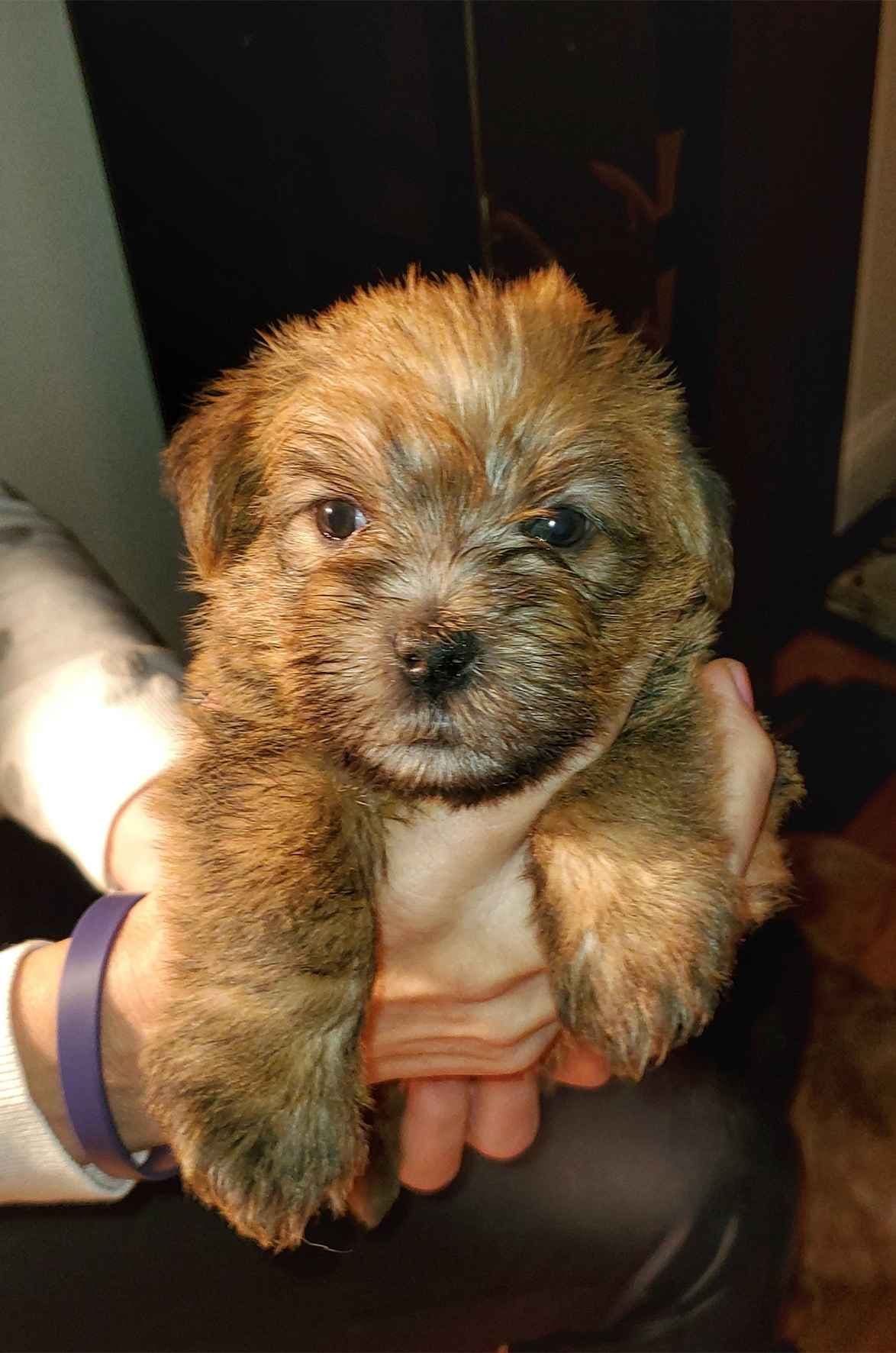 Norfolk Terrier Puppies breeder image 4