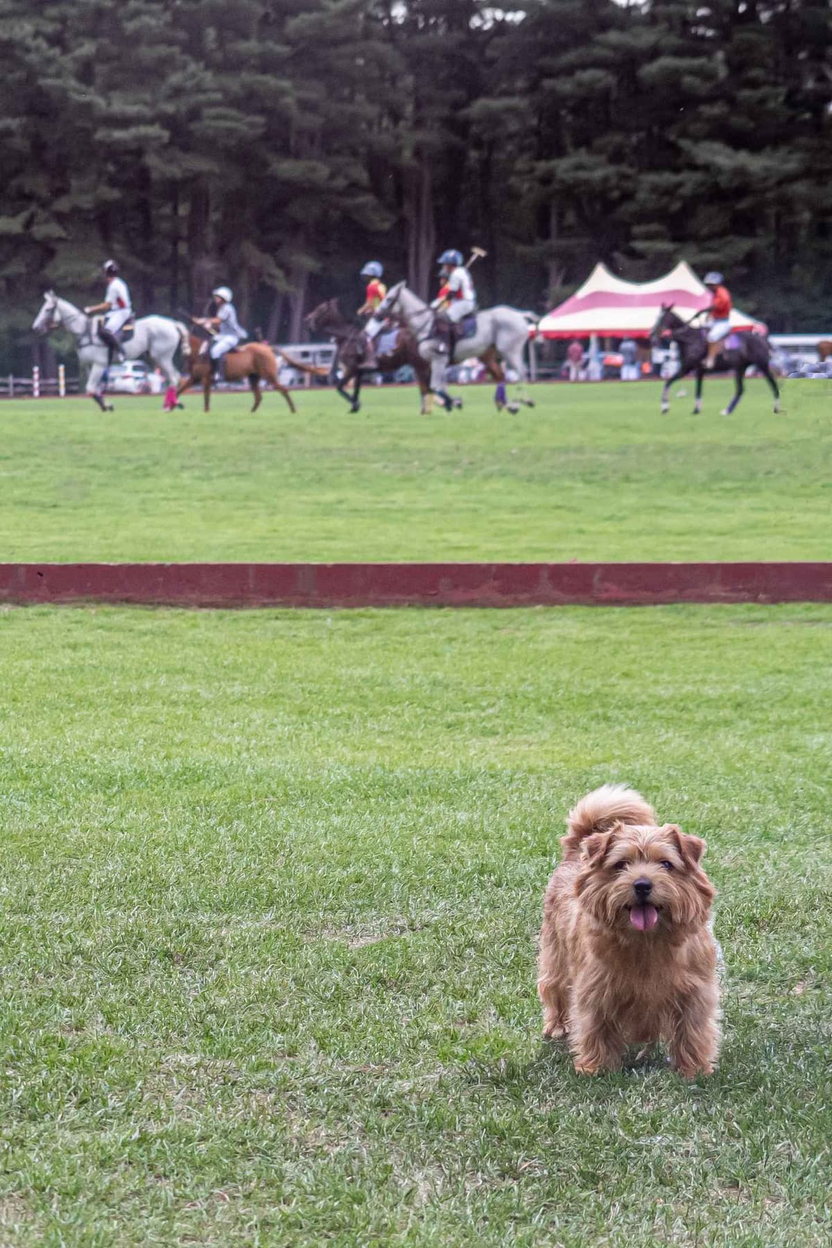 Norfolk Terrier Puppies breeder image 6