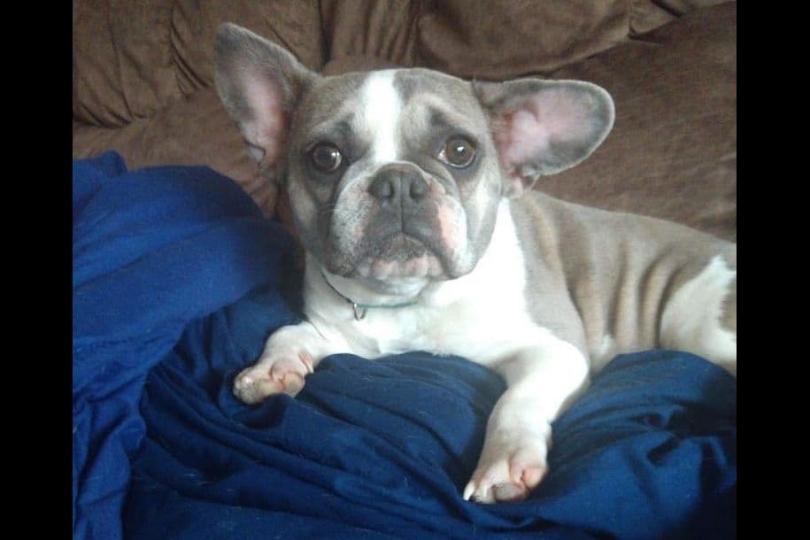 Hank and Willie breeder image 1
