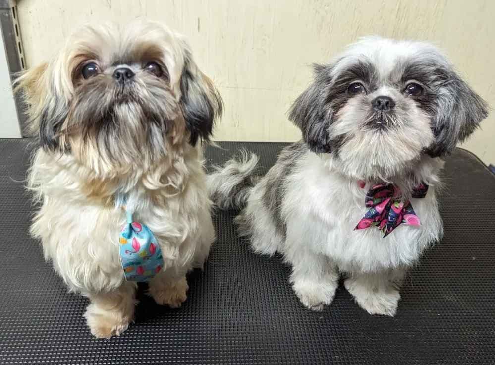 Shih Tzu Puppies breeder image 3