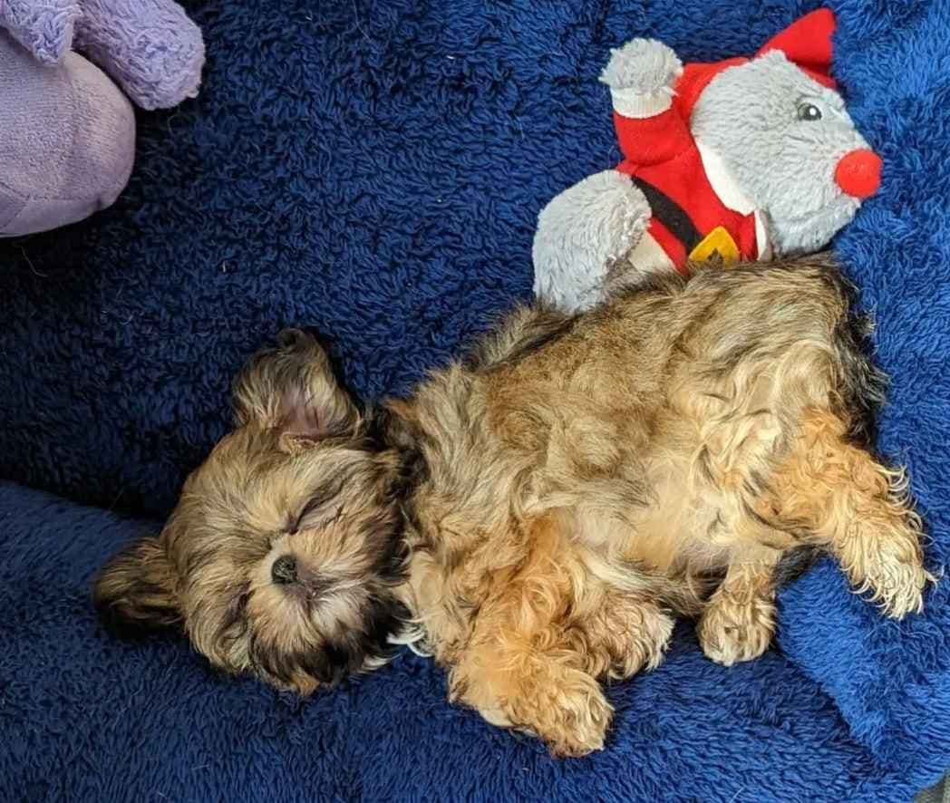 Shih Tzu Puppies breeder image 1