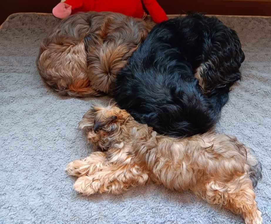 Shih Tzu Puppies breeder image 12