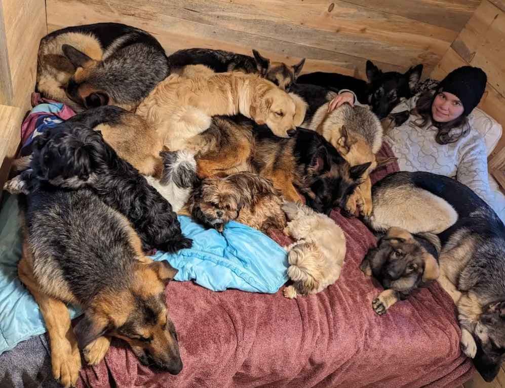 Shih Tzu Puppies breeder image 13
