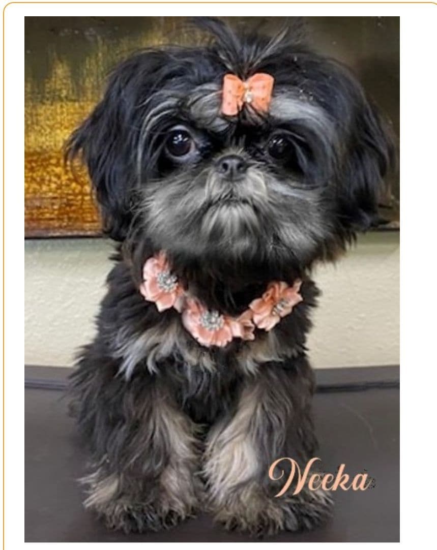 Shih Tzu Puppies breeder image 6