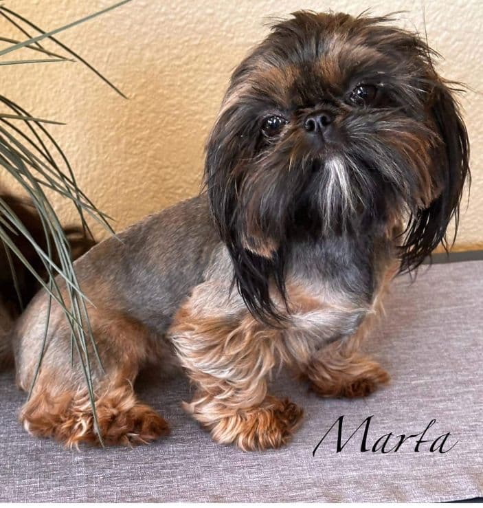 Shih Tzu Puppies breeder image 2