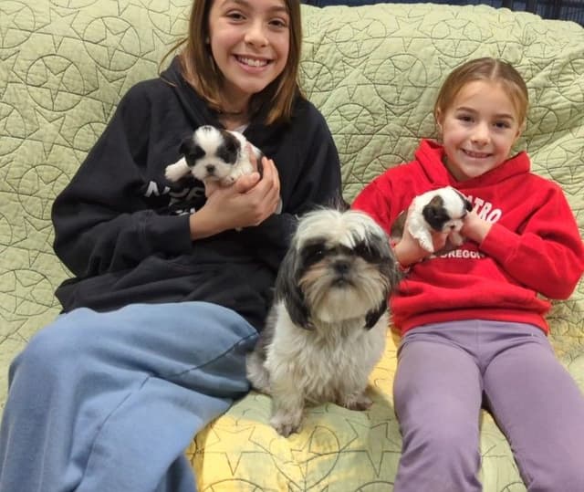 Shih Tzu Puppies media 2