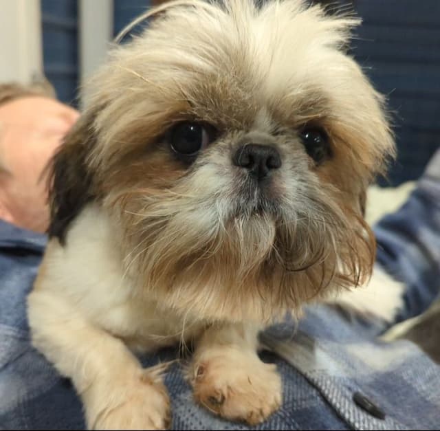 Shih Tzu Puppies media 3
