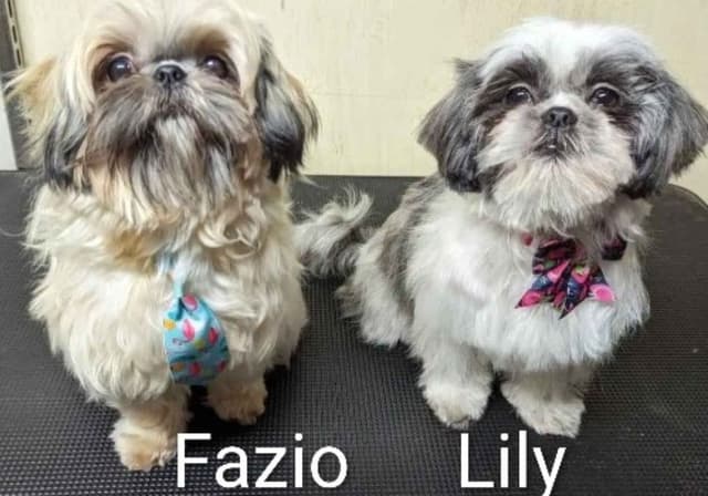 Shih Tzu Puppies media 4